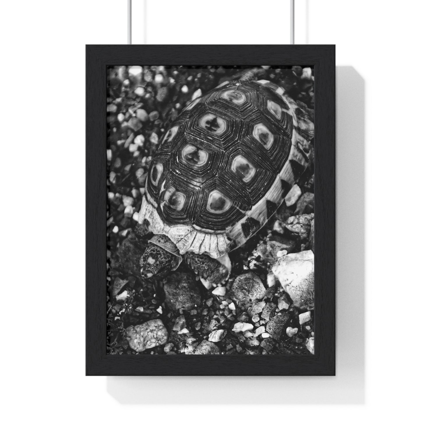 BE STILL - LIMITED EDITION PHOTOGRAPHY